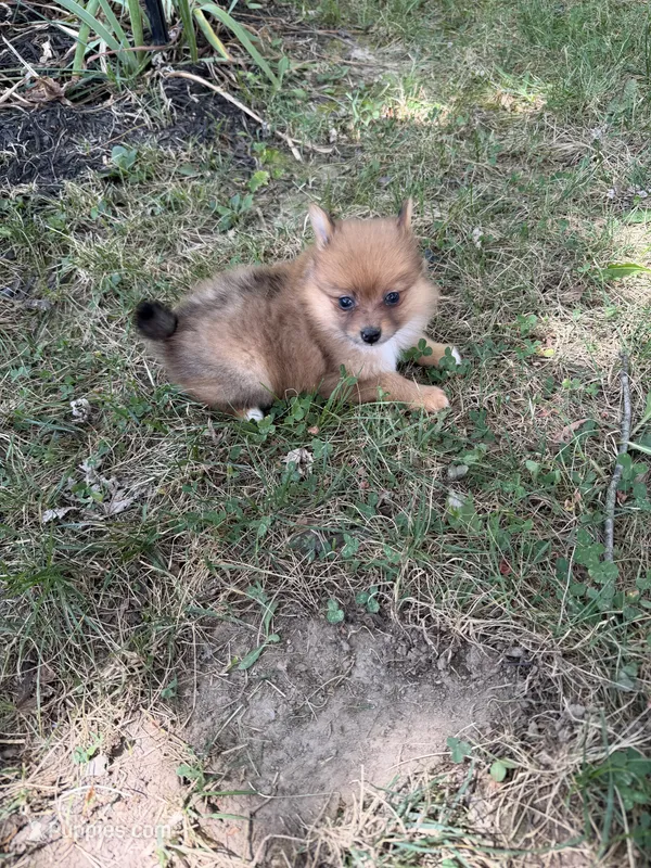 Squirrel – Pomeranian puppy for sale in Versailles, MO