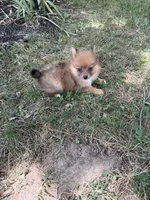 Squirrel, a female Pomeranian for sale in Versailles, MO – 1 of 2