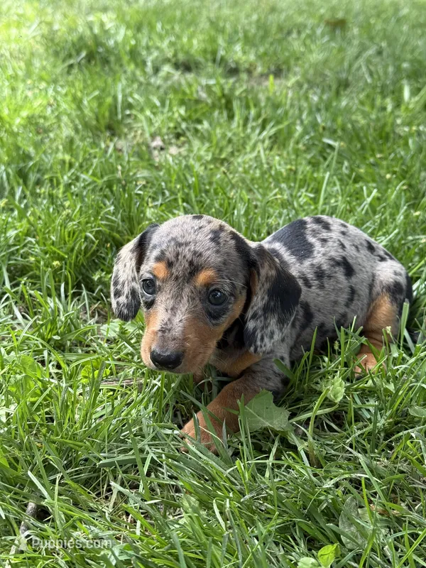 Dapple Lady – Miniature Dachshund puppy for sale in Versailles, MO