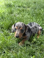 Dapple Lady, a female Miniature Dachshund for sale in Versailles, MO – Photo 1 of 2