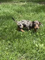 Dapple Lady, a female Miniature Dachshund for sale in Versailles, MO – Photo 2 of 2