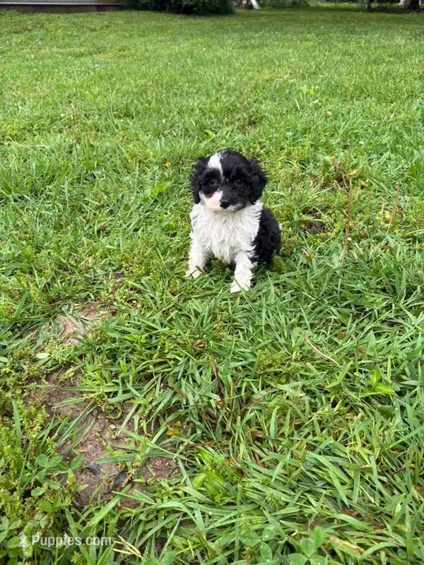 Lucy, a female Cocker Spaniel for sale in Versailles, MO – 1 of 2