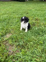 Lucy, a female Cocker Spaniel for sale in Versailles, MO – 1 of 2