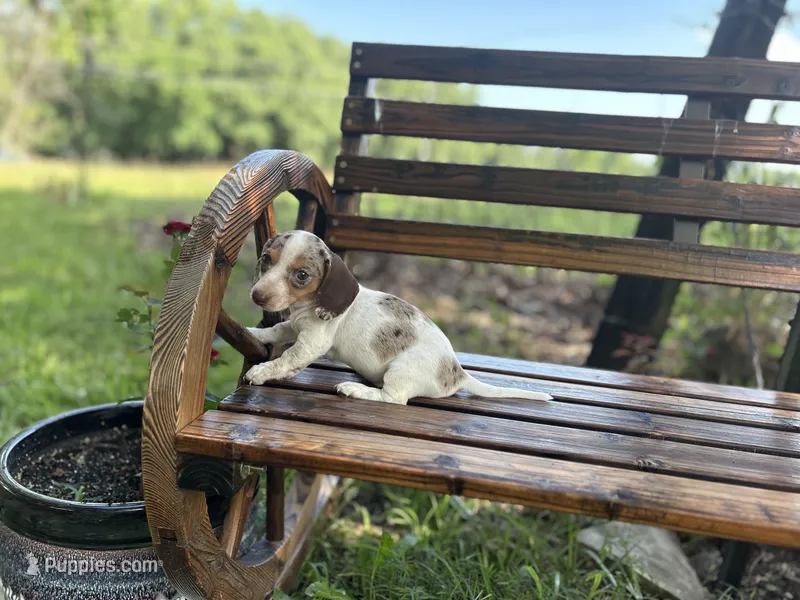 Dandy – Miniature Dachshund puppy for sale in Versailles, MO