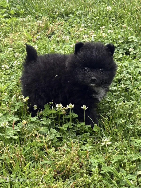 Luna – Pomeranian puppy for sale in Versailles, MO