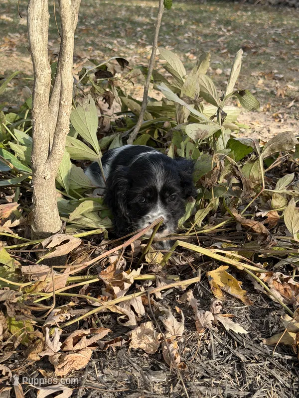Lady, a female Cocker Spaniel for sale in Versailles, MO – 1 of 2