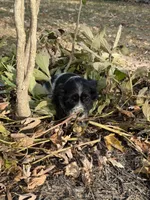 Lady, a female Cocker Spaniel for sale in Versailles, MO – 1 of 2