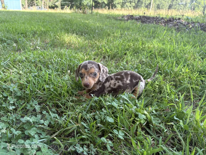 Razor  – Miniature Dachshund puppy for sale in Versailles, MO