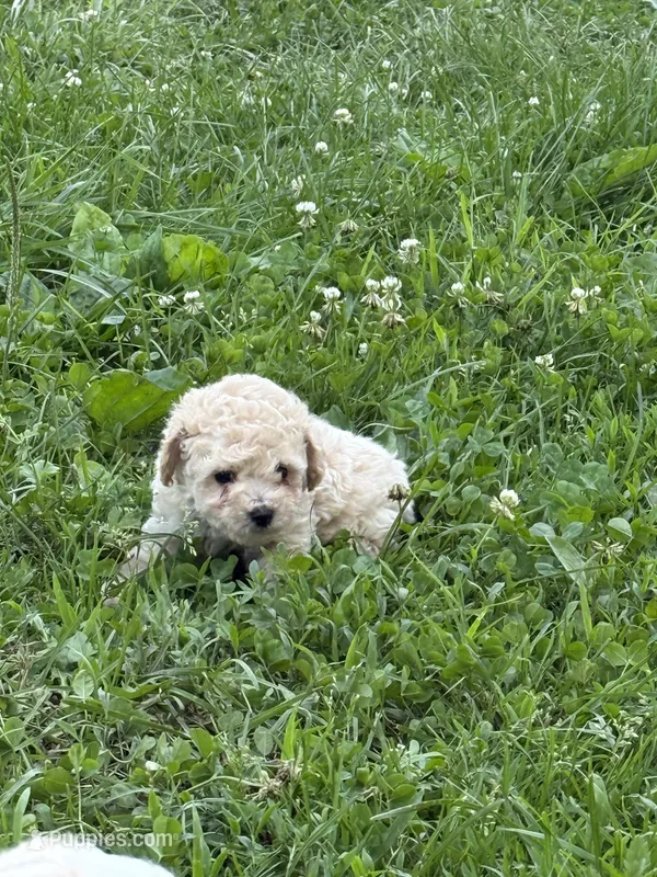 Teddy – Poodle - Miniature  puppy for sale in Versailles, MO