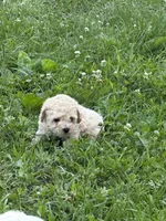 Teddy, a male Poodle - Miniature  for sale in Versailles, MO – 1 of 1