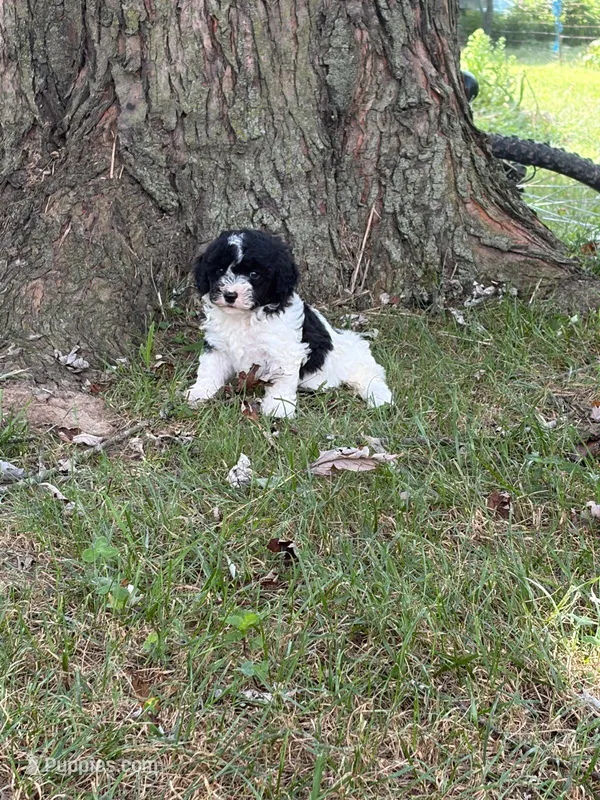 Oreo – Poodle - Miniature  puppy for sale in Versailles, MO