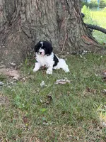 Oreo, a male Poodle - Miniature  for sale in Versailles, MO – 1 of 1