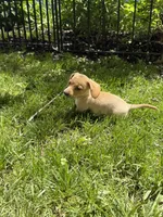 Spicy, a female Miniature Dachshund for sale in Versailles, MO – Photo 4 of 4