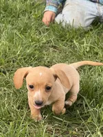 Spicy, a female Miniature Dachshund for sale in Versailles, MO – Photo 3 of 4