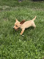 Spicy, a female Miniature Dachshund for sale in Versailles, MO – Photo 2 of 4