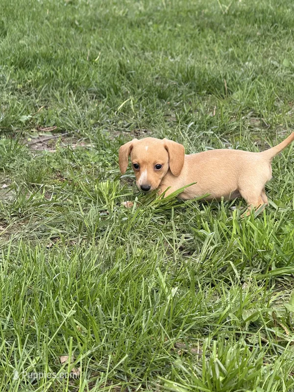 Spicy – Miniature Dachshund puppy for sale in Versailles, MO