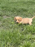 Spicy, a female Miniature Dachshund for sale in Versailles, MO – Photo 1 of 4