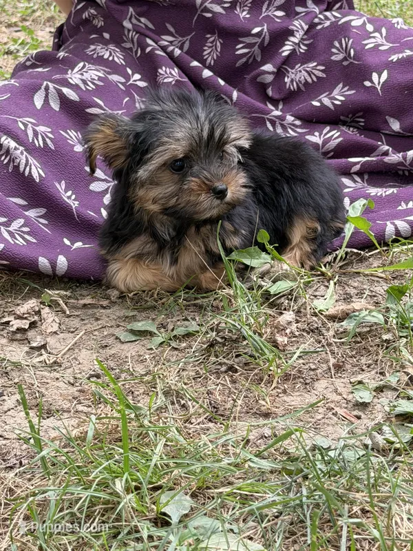 China doll – Yorkshire Terrier puppy for sale in Versailles, MO