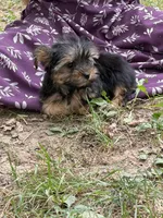 China doll, a female Yorkshire Terrier for sale in Versailles, MO – 1 of 1