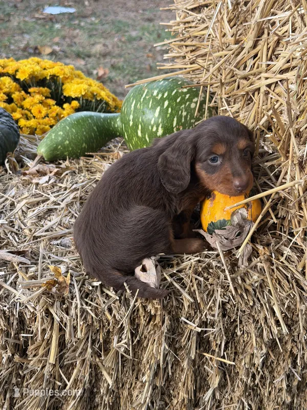 Reese longhair , a female Miniature Dachshund for sale in Versailles, MO – 1 of 2