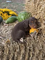 Reese longhair , a female Miniature Dachshund for sale in Versailles, MO – 1 of 2