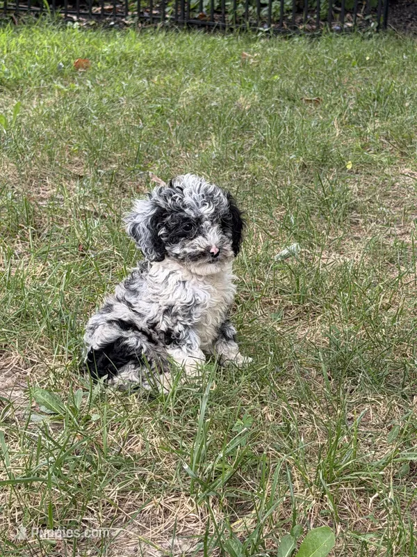 Princess  – Poodle - Miniature  puppy for sale in Versailles, MO