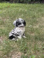 Princess , a female Poodle - Miniature  for sale in Versailles, MO – 1 of 2