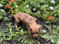 Funny Gal, a female Chihuahua and Miniature Dachshund for sale in Versailles, MO – 2 of 2