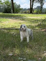 Dolly, a female Poodle - Miniature  for sale in Versailles, MO – 2 of 2