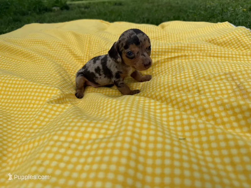 Razor  – Miniature Dachshund puppy for sale in Versailles, MO