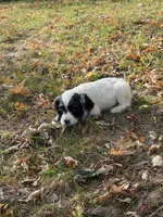 Prince Charming , a male Cocker Spaniel for sale in Versailles, MO – 2 of 2