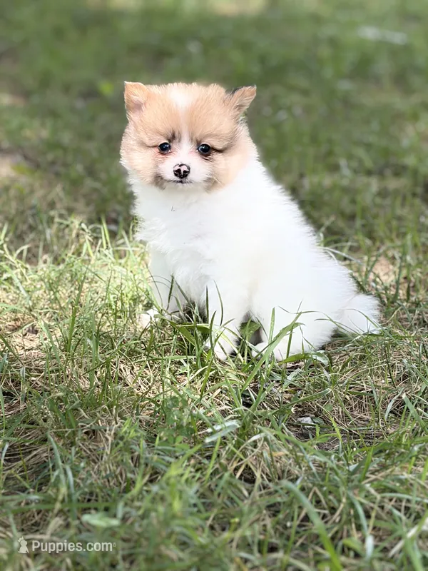Cody – Pomeranian puppy for sale in Versailles, MO
