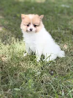 Cody, a male Pomeranian for sale in Versailles, MO – 1 of 2