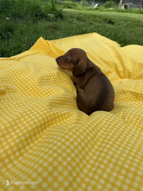 Red  – Miniature Dachshund puppy for sale in Versailles, MO