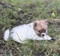 Chipper, a male Pomeranian for sale in Versailles, MO – 2 of 2