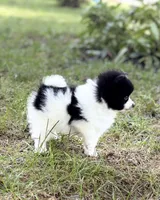 Bear, a male Pomeranian for sale in Versailles, MO – 2 of 3