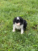 Lucy, a female Cocker Spaniel for sale in Versailles, MO – 2 of 2