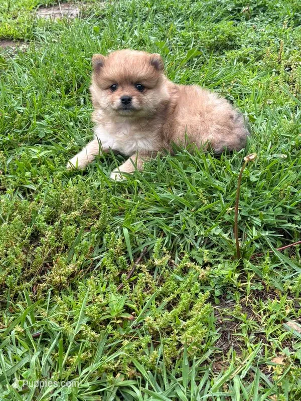 Teddy, a male Pomeranian for sale in Versailles, MO – 1 of 2