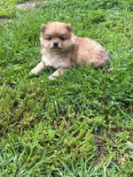 Teddy, a male Pomeranian for sale in Versailles, MO – 1 of 2