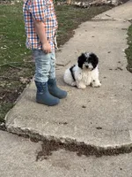 Lucky , a male Poodle - Miniature  for sale in Versailles, MO – Photo 2 of 2
