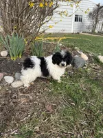 Lucky , a male Poodle - Miniature  for sale in Versailles, MO – Photo 1 of 2