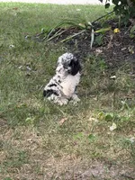 Princess , a female Poodle - Miniature  for sale in Versailles, MO – 2 of 2