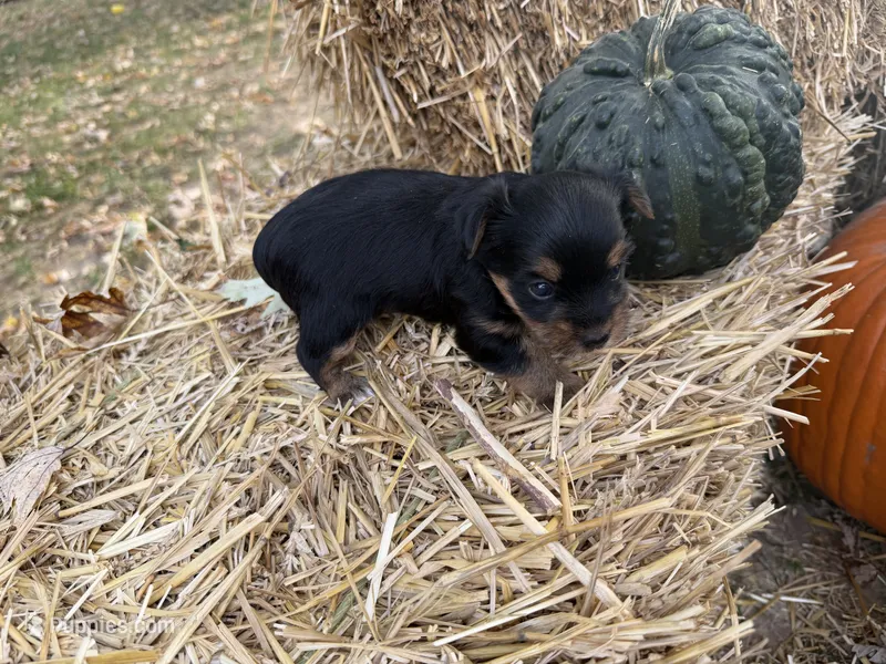 Millie, a female Yorkshire Terrier for sale in Versailles, MO – 1 of 1