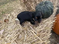 Millie, a female Yorkshire Terrier for sale in Versailles, MO – 1 of 1