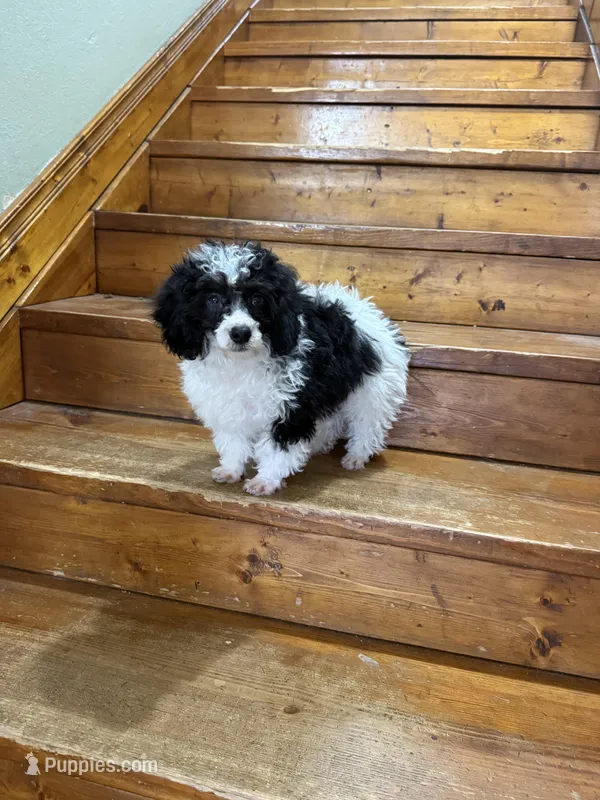 Ninja  – Poodle - Miniature  puppy for sale in Versailles, MO