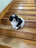 Ninja , a female Poodle - Miniature  for sale in Versailles, MO – Photo 1 of 2