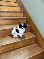 Ninja , a female Poodle - Miniature  for sale in Versailles, MO – Photo 2 of 2