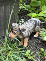 Dapple Lady, a female Chiweenie for sale in Versailles, MO – 2 of 2