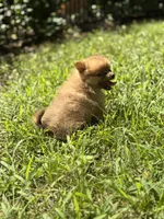 Darling, a female Pomeranian for sale in Versailles, MO – 2 of 2