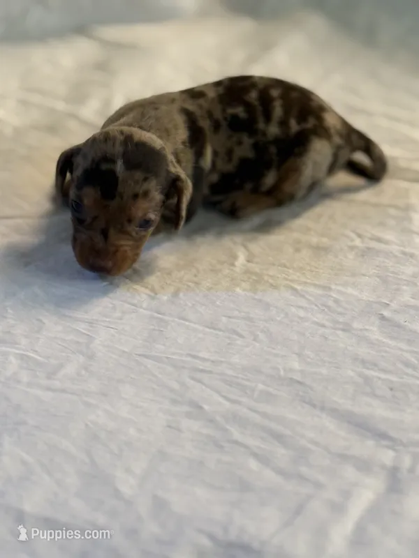 Razor  – Miniature Dachshund puppy for sale in Versailles, MO